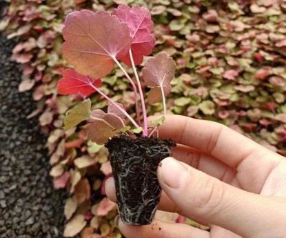 礬根（穴盤苗）